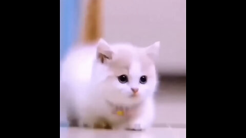 Funny cat