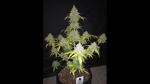 Ganja Farmer Rainbow Candy Auto