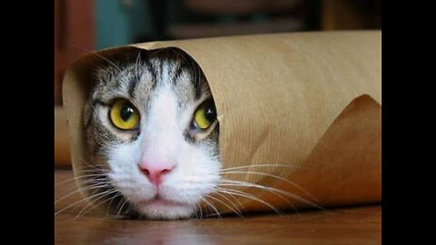 Cats funny viral videos🐈