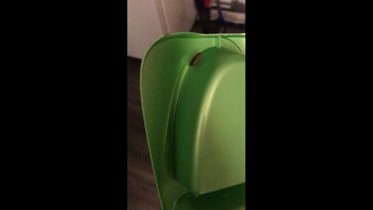 The Cockroach Hunter Episode 11