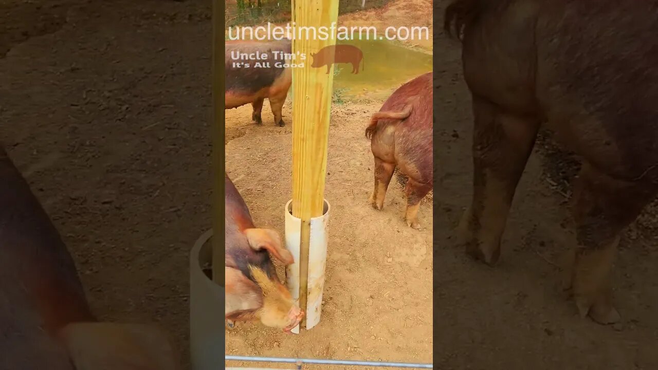 Hereford Pigs @UncleTimsFarm #kärnəvór #carnivore #shorts #hereford #freerangepigs