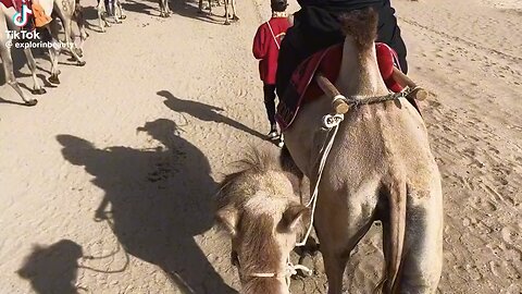 Desert safari
