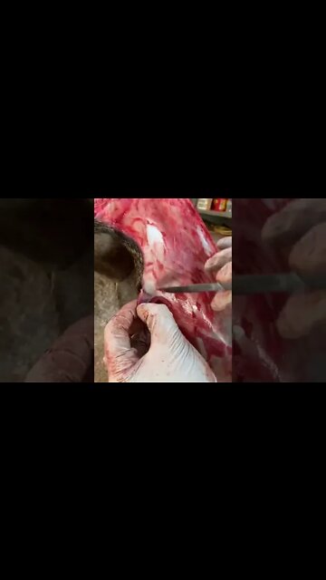 Preparing a hide for salt #shorts #deer #deerhunting