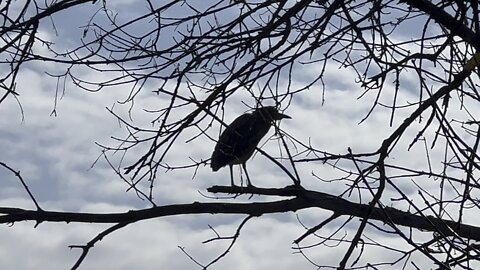 Can anyone identify this bird?