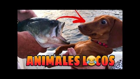 Crazy and Funny Animals , Animals Doing Crazy