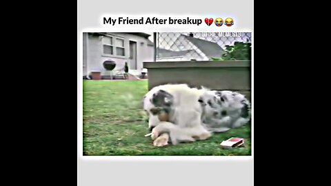 smoker dog enjoying weather after breakup💔