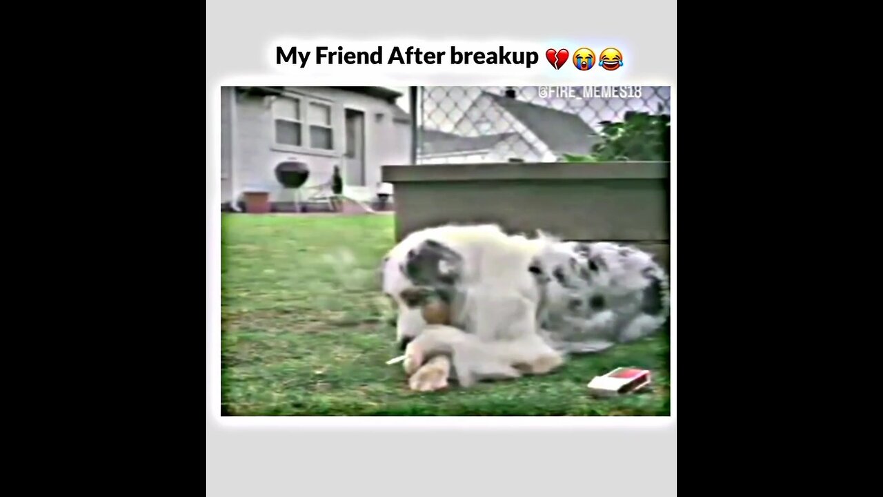smoker dog enjoying weather after breakupđź’”