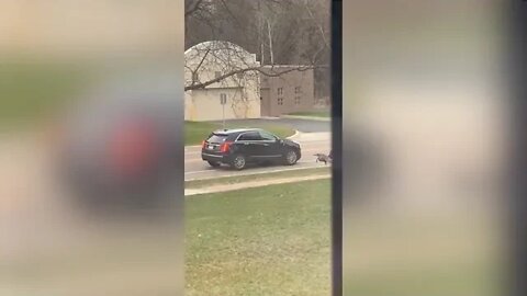 Rogue Turkey Has Intense Standoff With Car #shorts #cars #cartok #cleancar