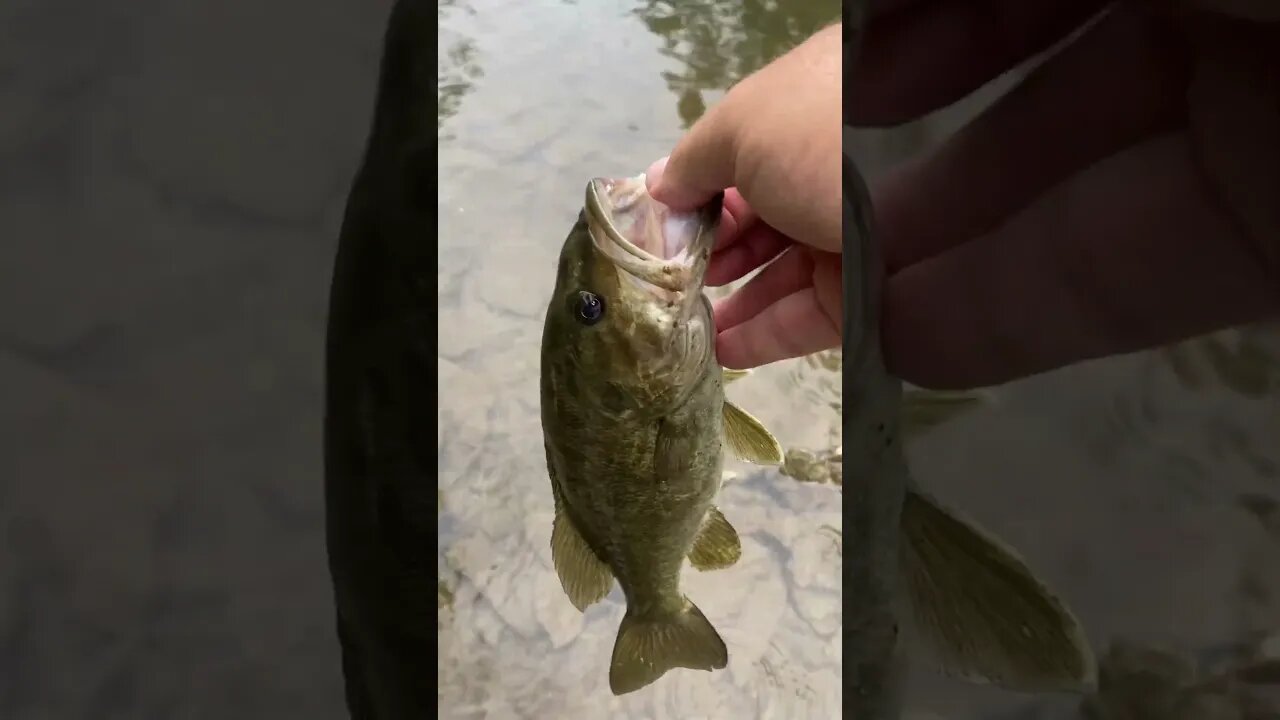 🎣🎣 Beautiful #smallmouth #creekfishing - On the Real #Fishing