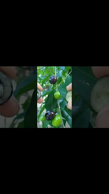 Eugênio candolleana