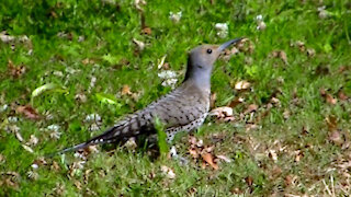 IECV NV #441 - 👀 House Sparrows 🐤🐤And A Northern Flicker Eating Ants 🐦7-25-2017