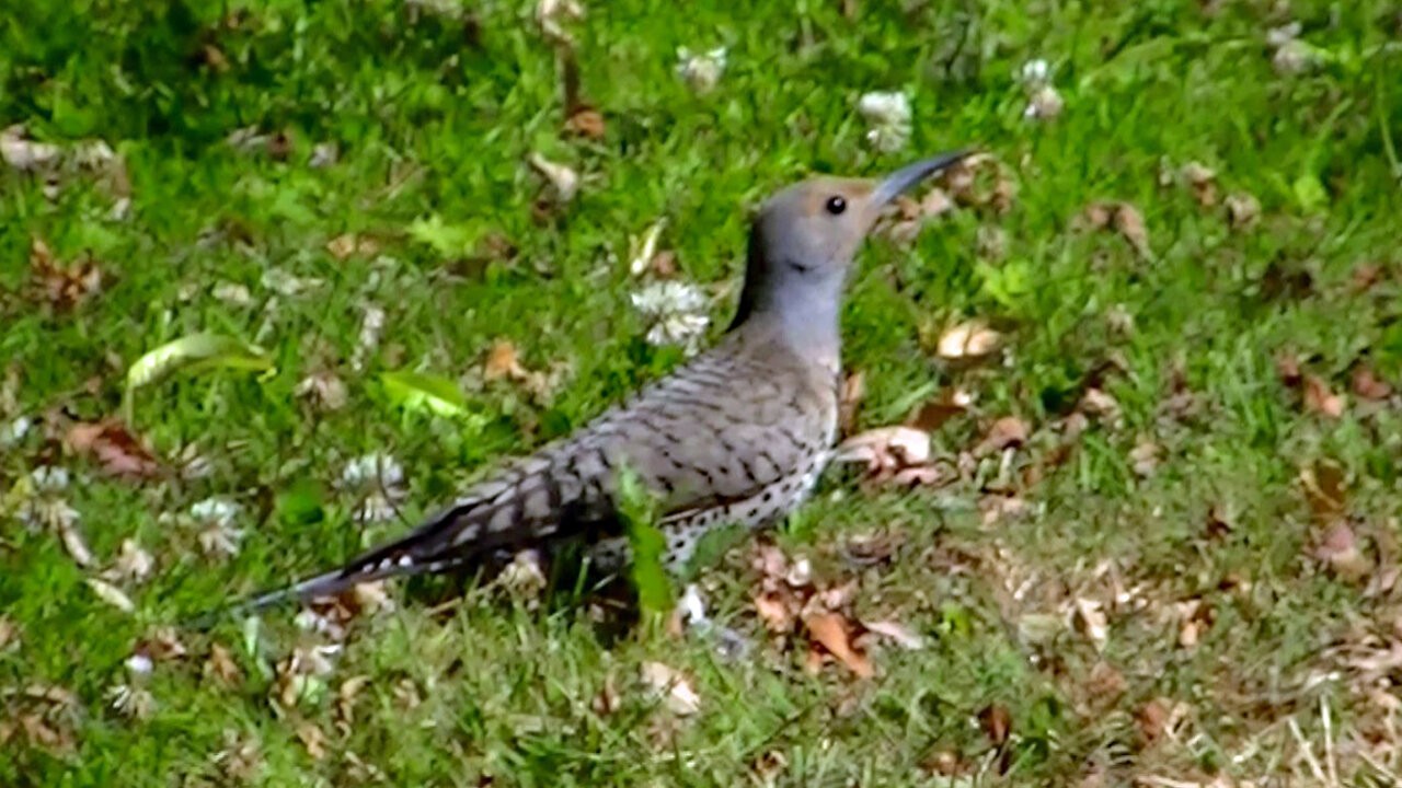 IECV NV #441 - π House Sparrows π€π€And A Northern Flicker Eating Ants π¦7-25-2017