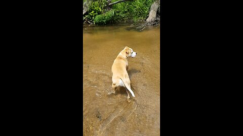 My beautiful Amstaff "Buddy"