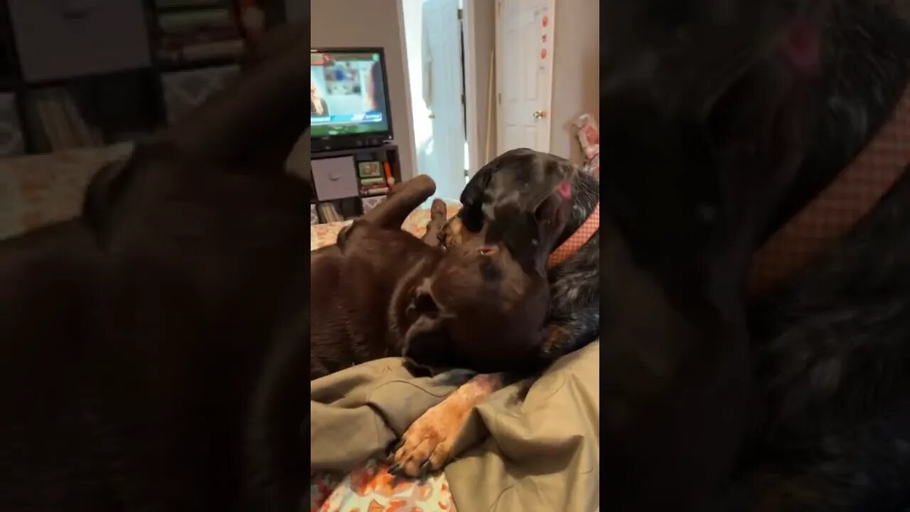 #Labrador and #BlueTick are best friends! #Shorts #shortsvideo #shortsfeed