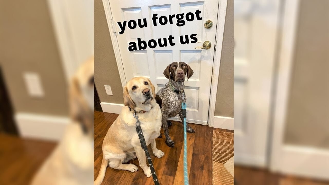 When you forget to take your dog for a walk