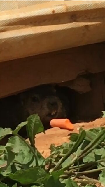 Groundhog sees Carrot’s Shadow