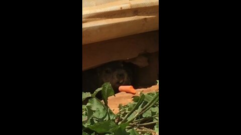 Groundhog sees Carrot’s Shadow