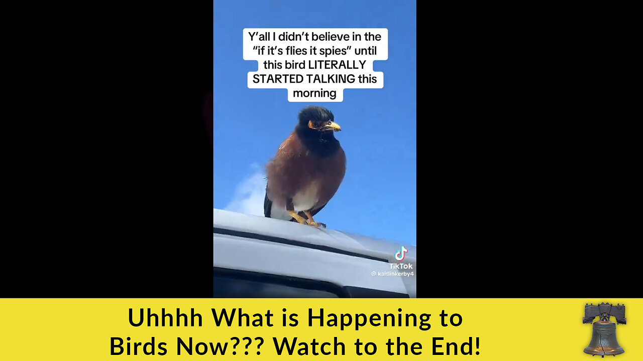 Uhhhh What is Happening to Birds Now??? Watch to the End!