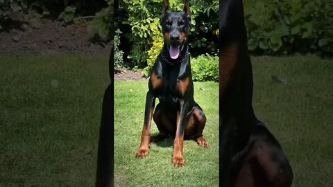 dogs training time 😂