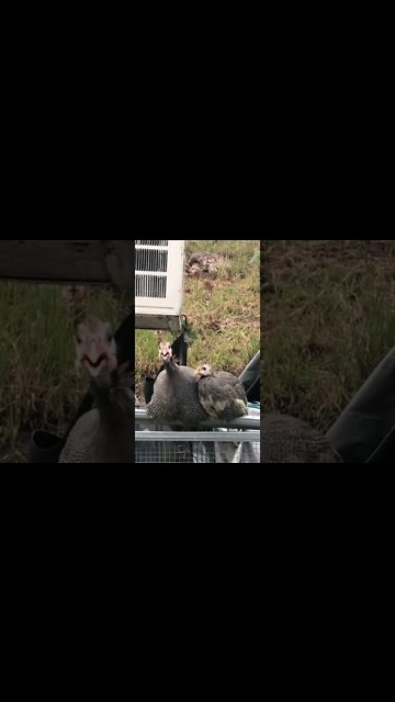 Big guinea fowl keet bonding with baby keet 💕