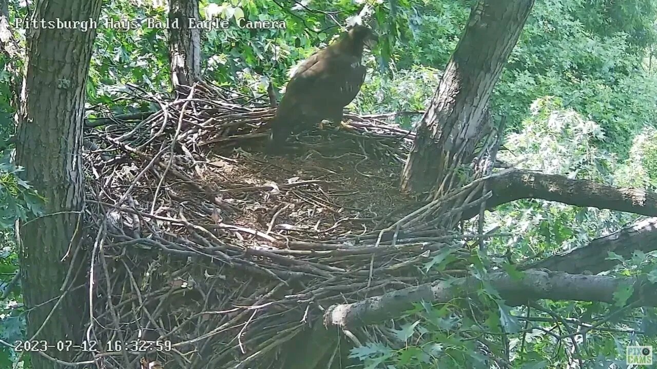 Hays Eagles H19 off to go find H20 and the fish! 0712-2023 16:33