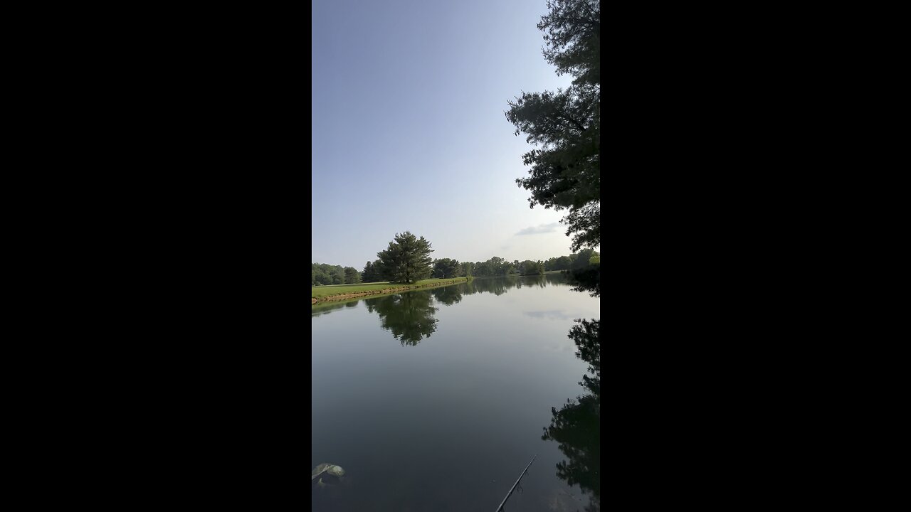 catching hogs