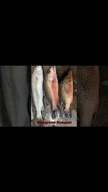 Mixed Bag Win #Shorts