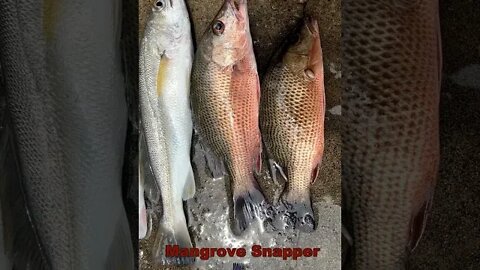 Mixed Bag Win #Shorts