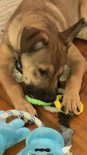 Puppy playing with chew toy
