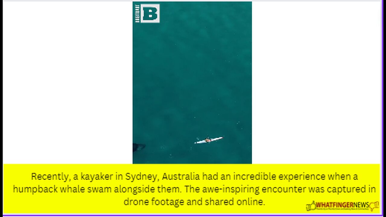 Recently, a kayaker in Sydney, Australia had an incredible experience when a humpback