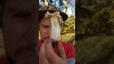 Toxic or Edible?!☣️🍄