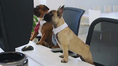 CUTE DOG, WATCH WHEN THEY ARE IN FRONT OF THE COMPUTER