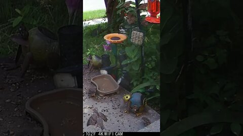 Sparrows Fighting On Bird Feeder #Shorts 🌞