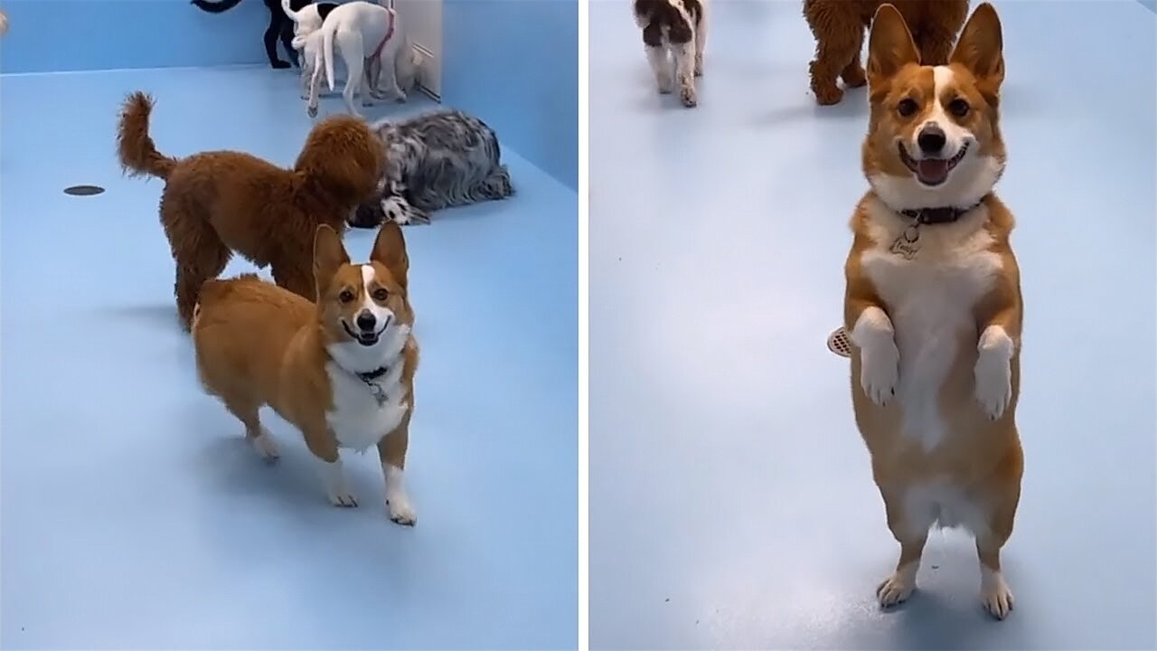 Pup's heartwarming reaction to owner picking him up from daycare