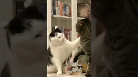 cat fighting