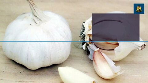 The Health Benefits of Eating Garlic