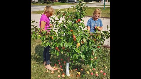 🍓🍒🍎fruit tree garden 🍒🍒🍓🍎