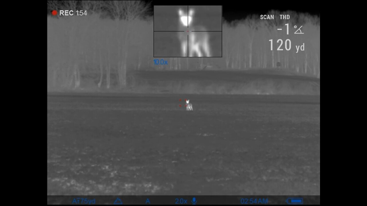 Thermal Coyote Hunting with Pulsar Trail 2 XP50 LRF
