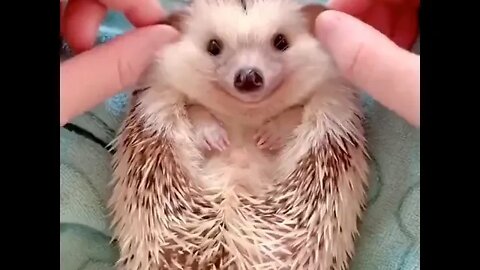 relax time for cute hedgehog