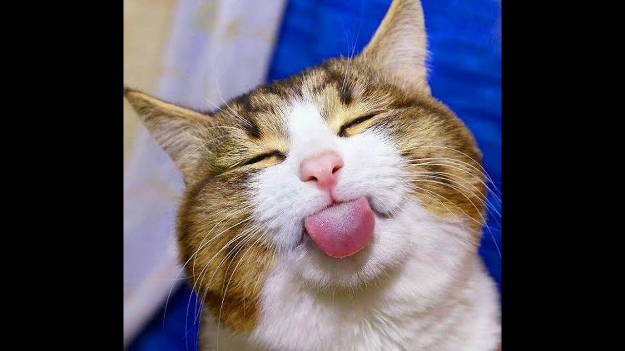 Funny animals video