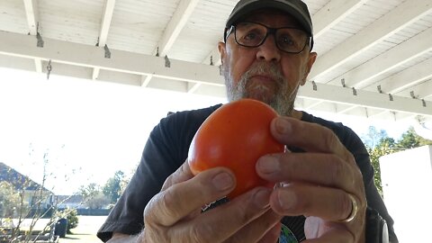 PERSIMMONS FRESH OFF THE TREE