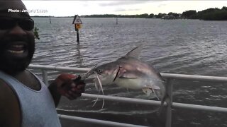 Child hospitalized after being stabbed in chest by catfish barb in New Port Richey
