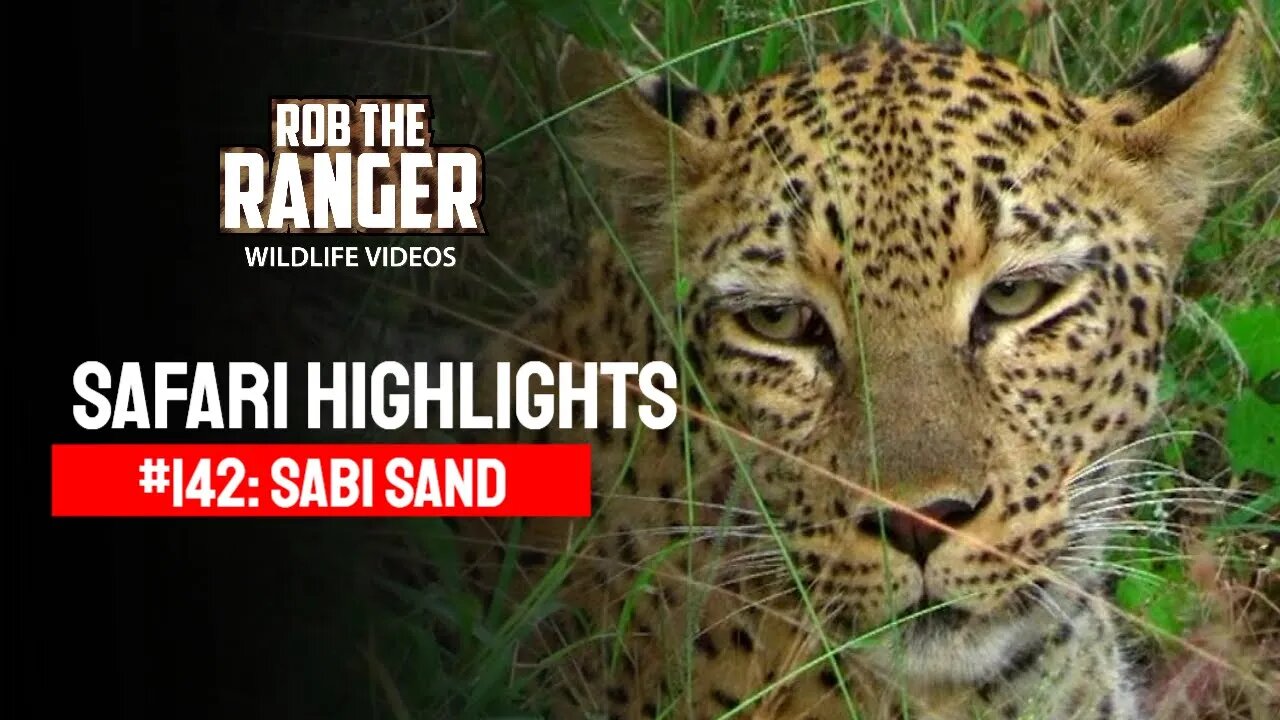 Safari Highlights #142: 18 - 21 April 2012 | Sabi Sand Nature Reserve | Latest Wildlife Sightings
