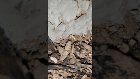 Subterranean termite on a stroll, he is SO TINY #shorts