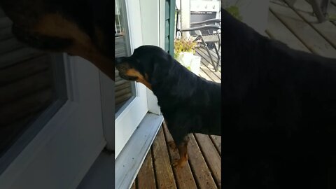 My Rottweiler Has A Bad Reputation💖💛 #rottweiler #shorts