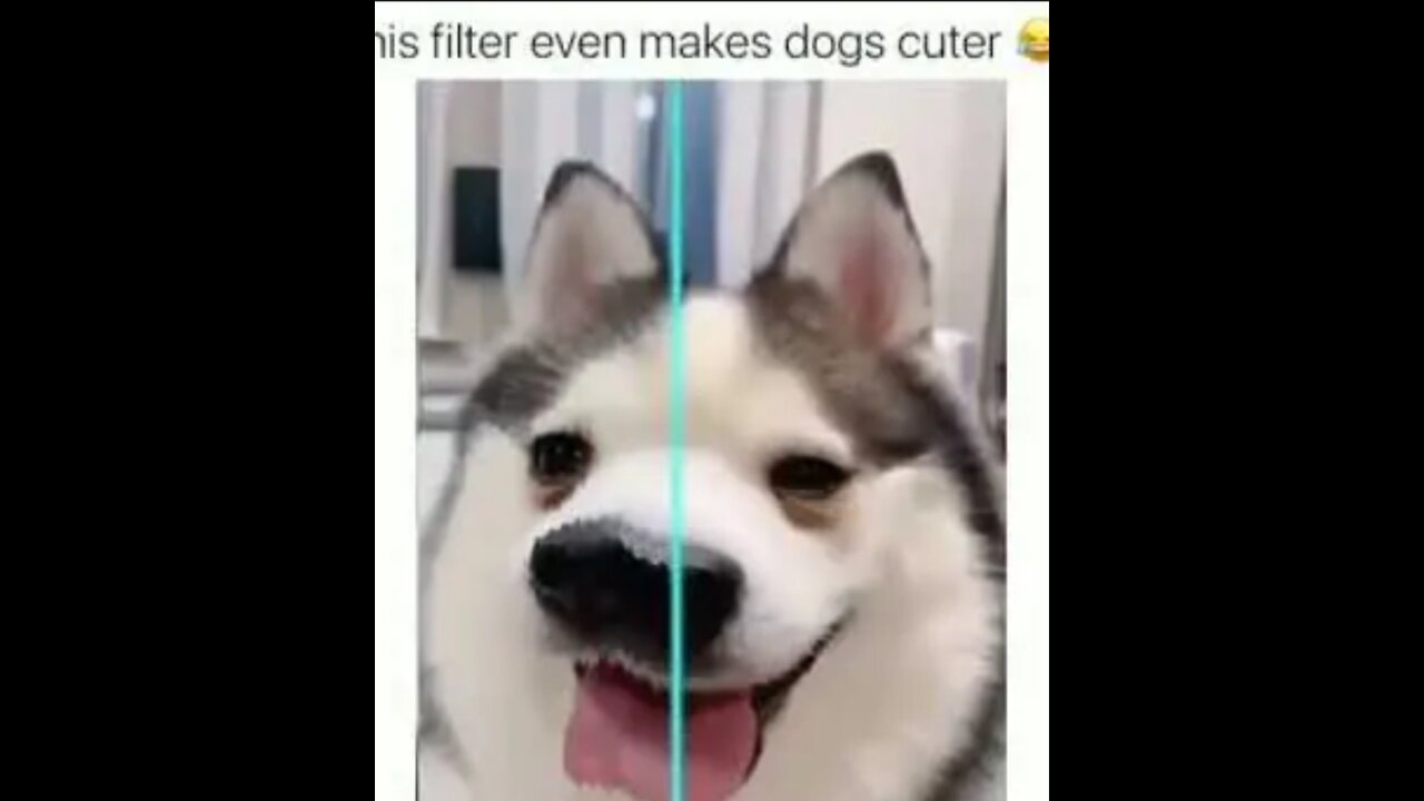 I didn't think animals had access to technology!