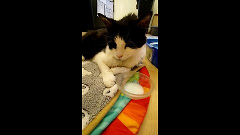 Rob Wolchek The Cat May Be In His Final Days, Dbn, MI, 12/8/24