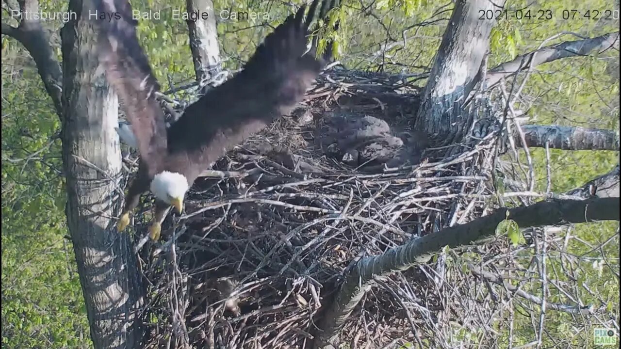 Hays Eagles Dad fools Squirrel on fly out of nest 2021 04 23 742AM