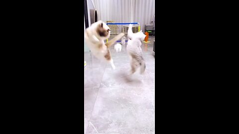 Cats playing football