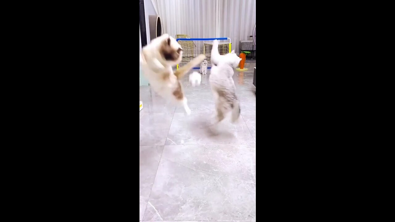Cats playing football